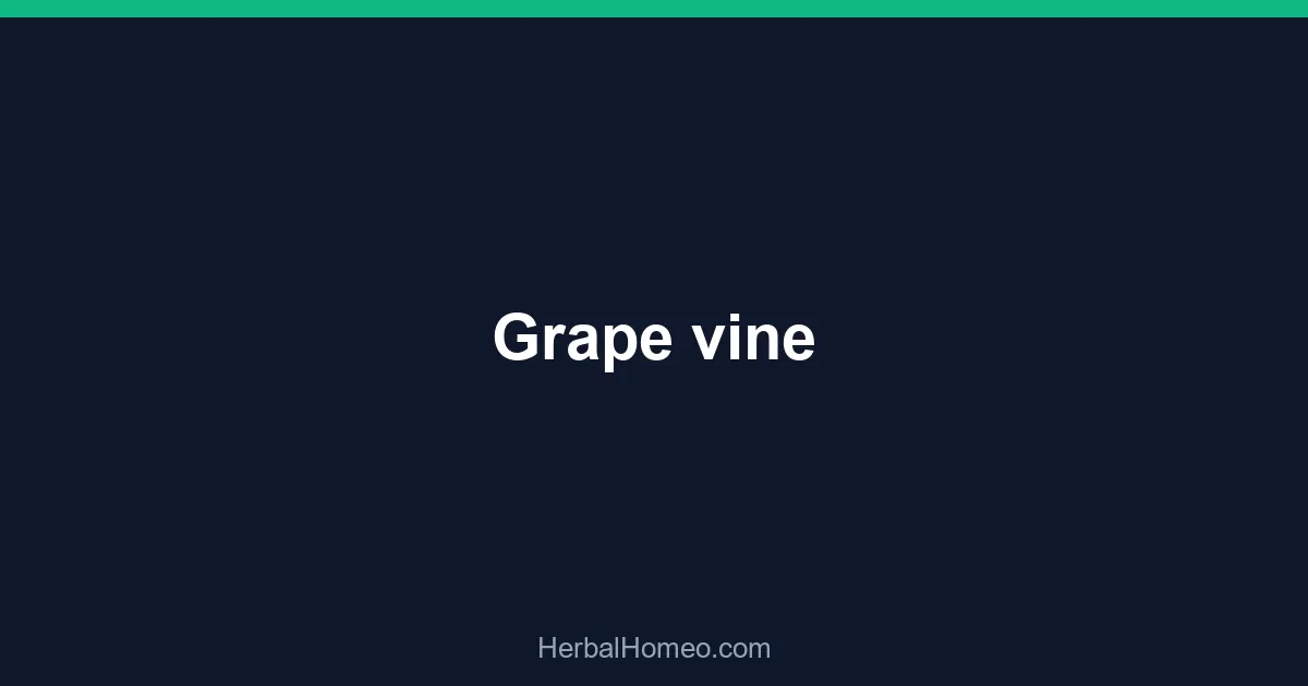 Grape vine