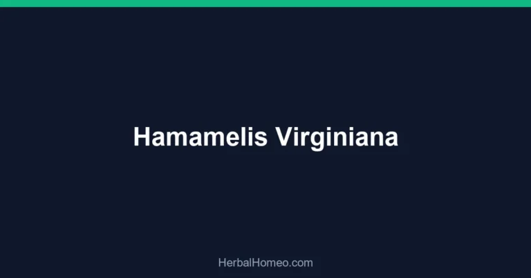Hamamelis Virginiana