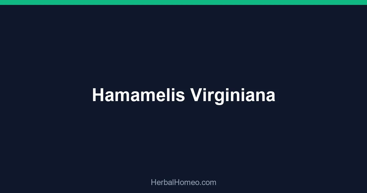 Hamamelis Virginiana