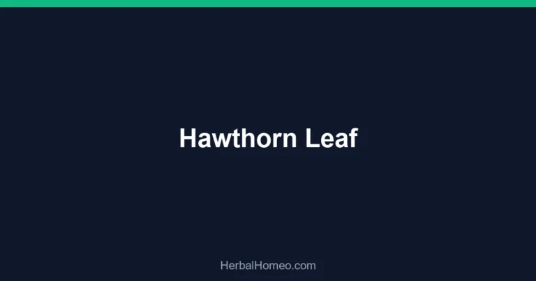 Hawthorn Leaf