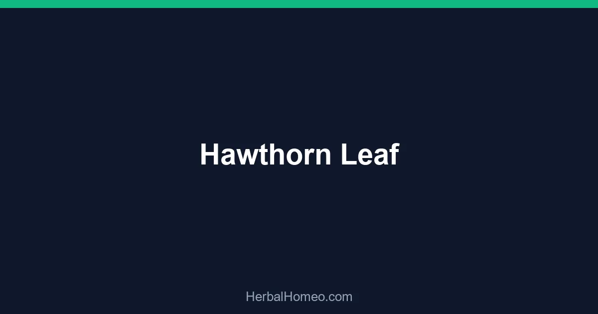 Hawthorn Leaf