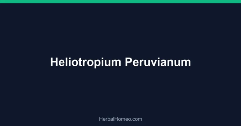 Heliotropium Peruvianum