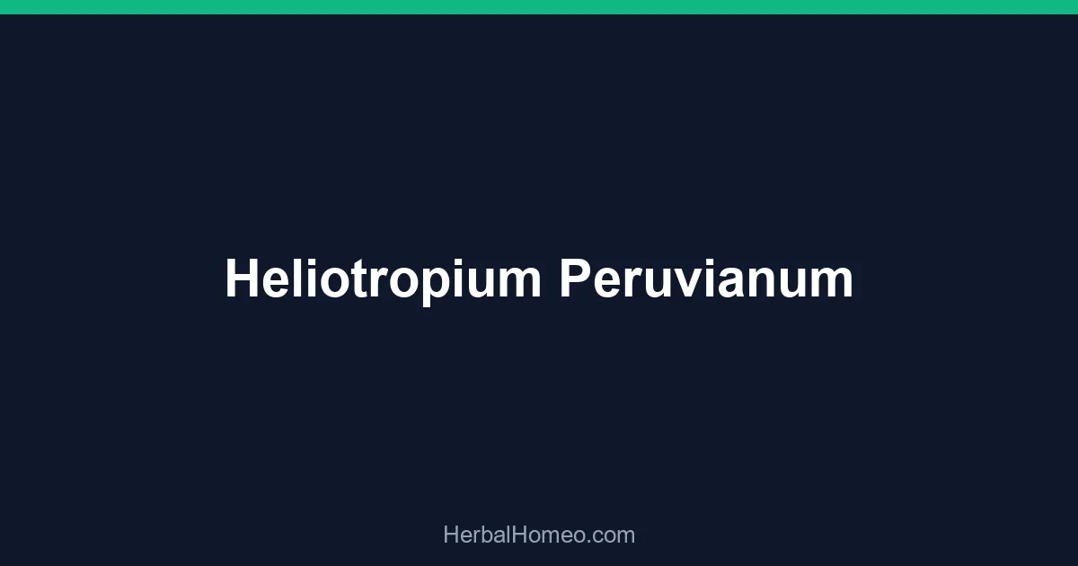 Heliotropium Peruvianum