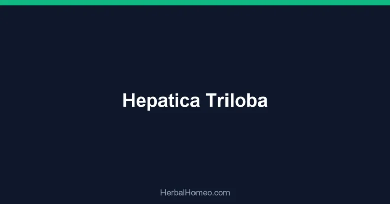 Hepatica Triloba