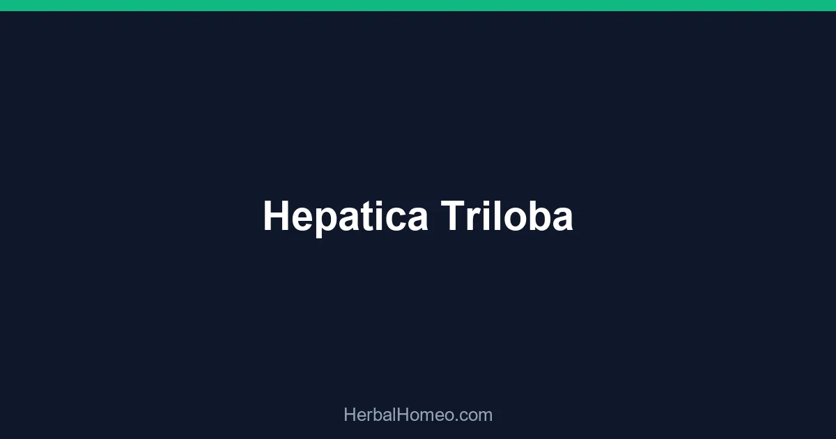 Hepatica Triloba