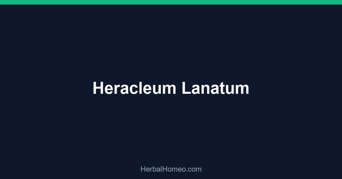 Heracleum Lanatum