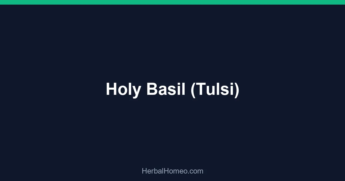 Holy Basil (Tulsi)