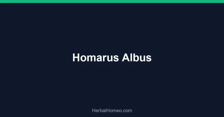 Homarus Albus