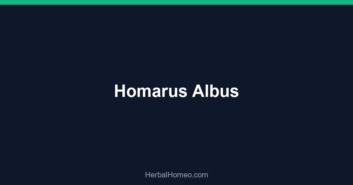 Homarus Albus