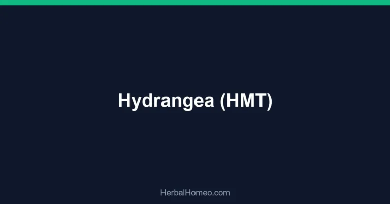 Hydrangea (HMT)