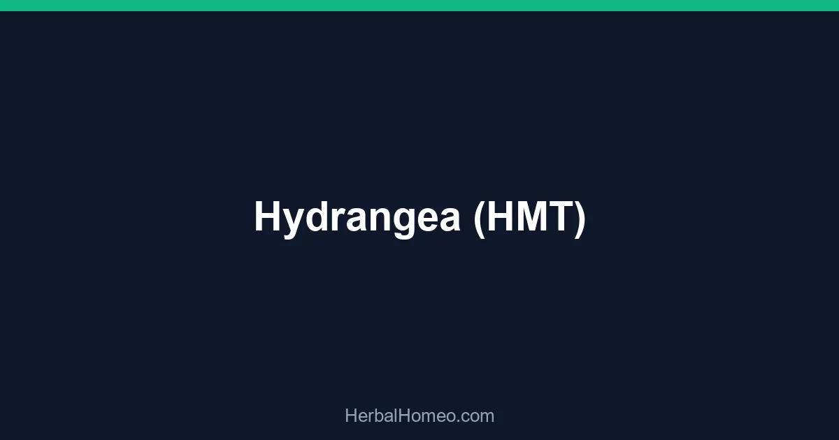 Hydrangea (HMT)