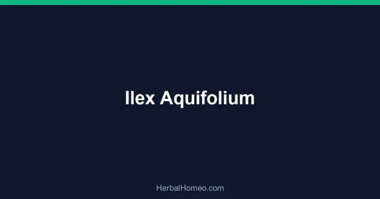 Ilex Aquifolium