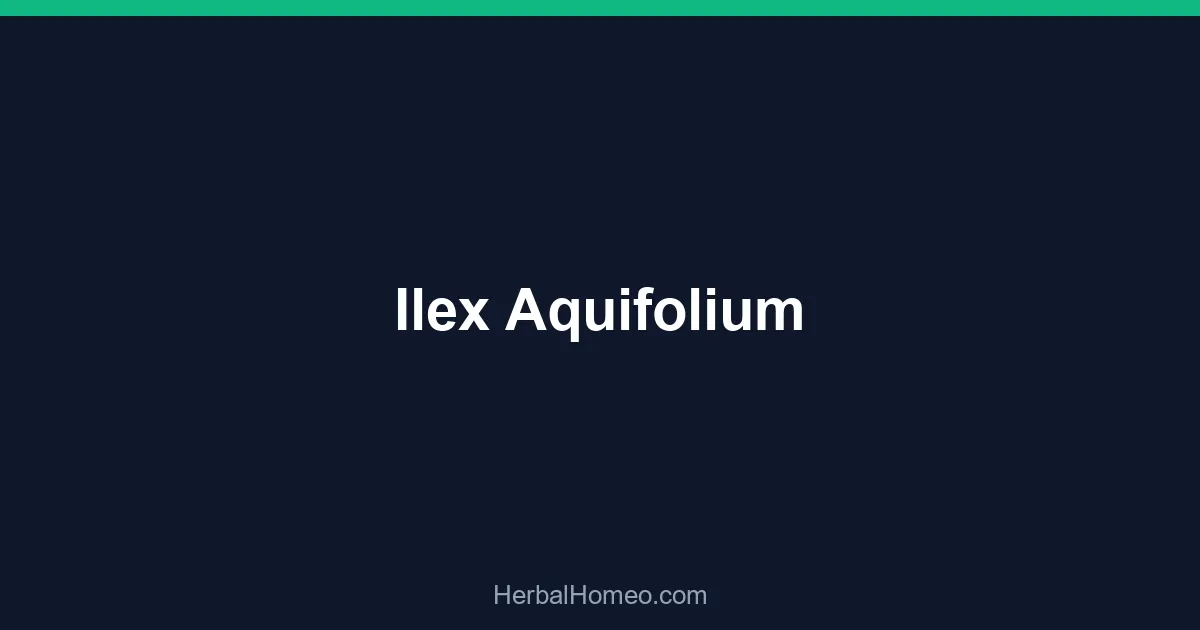 Ilex Aquifolium