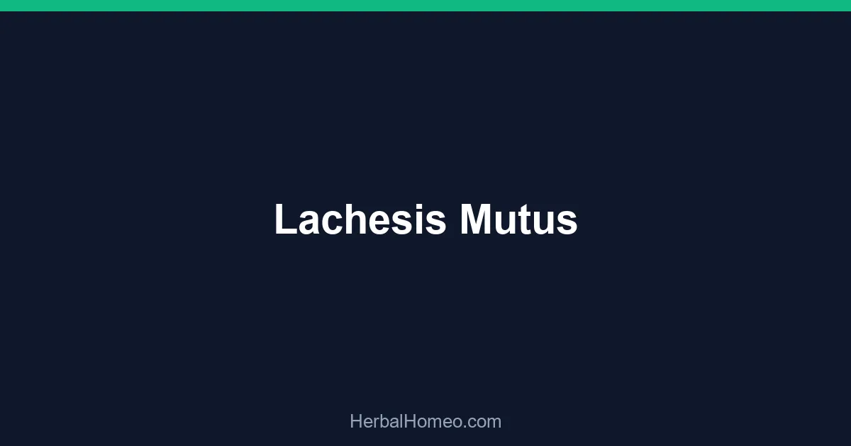 Lachesis Mutus