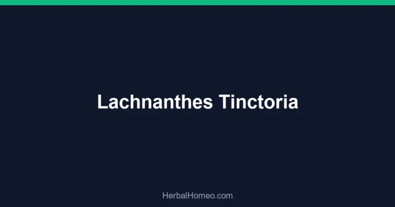Lachnanthes Tinctoria