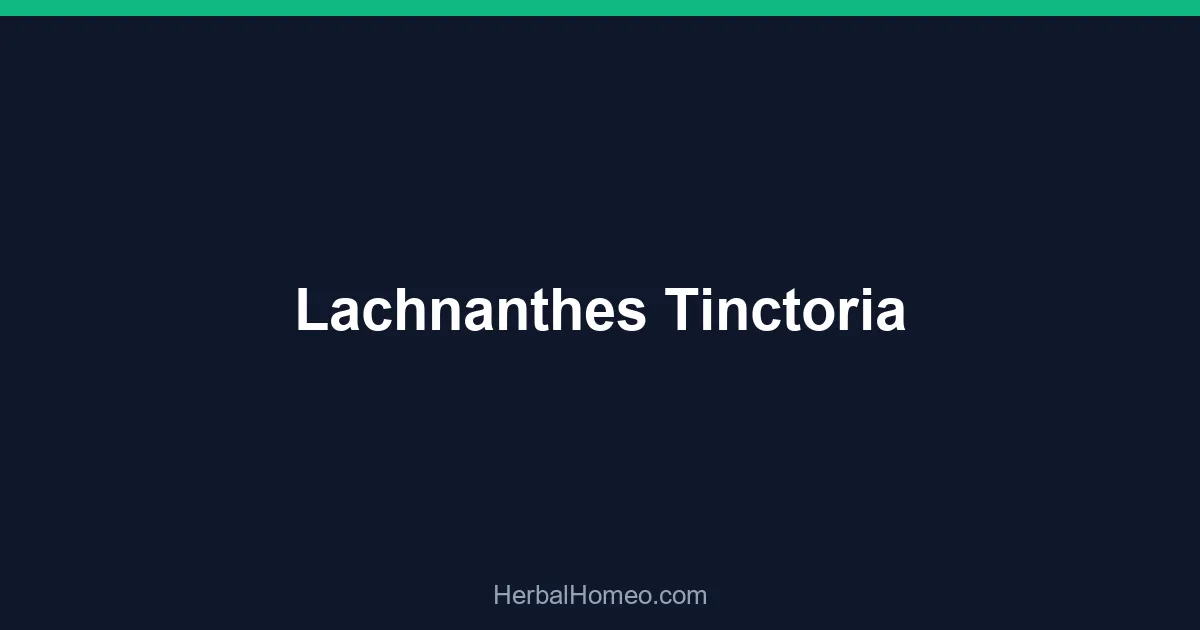 Lachnanthes Tinctoria