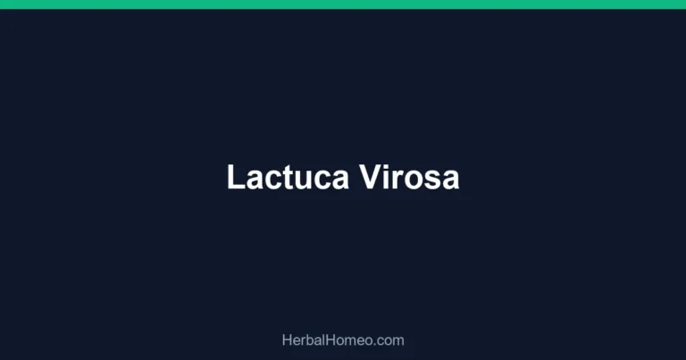 Lactuca Virosa