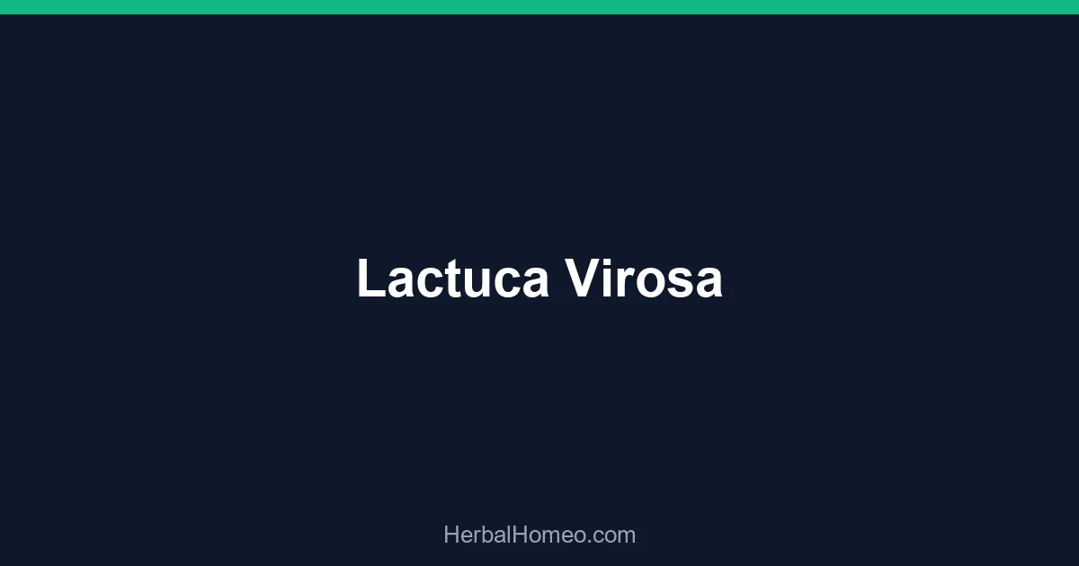 Lactuca Virosa