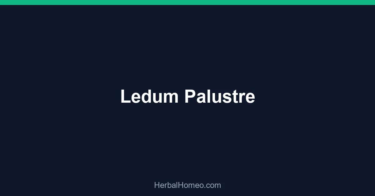 Ledum Palustre