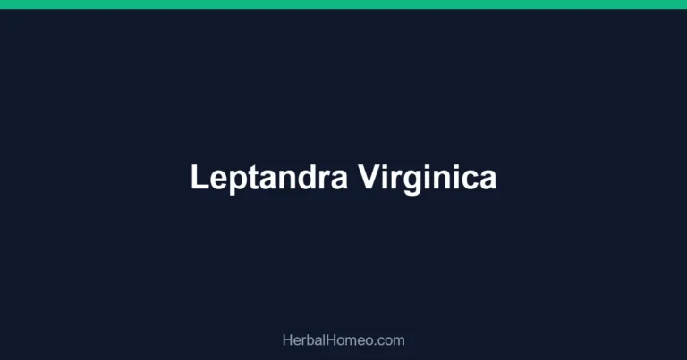 Leptandra Virginica