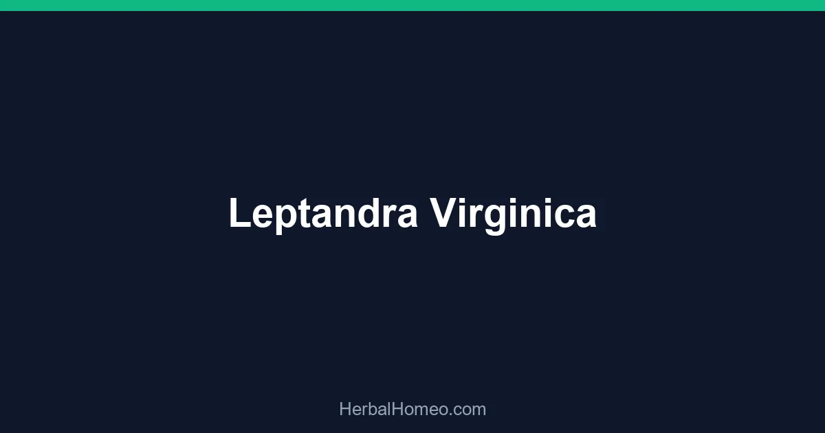 Leptandra Virginica