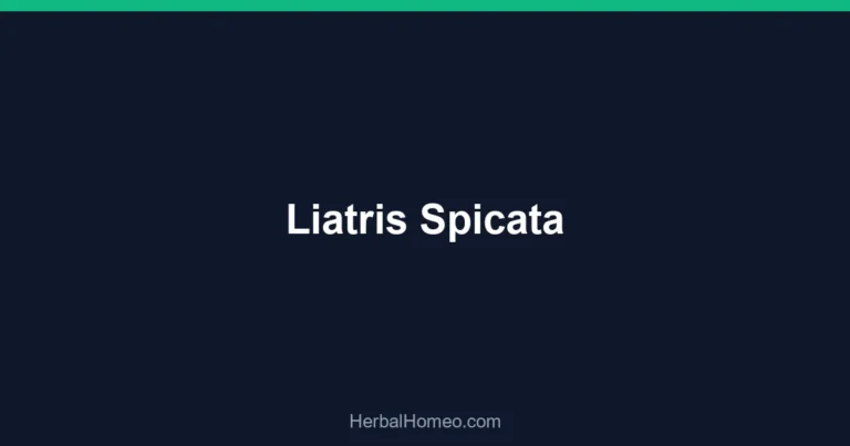 Liatris Spicata