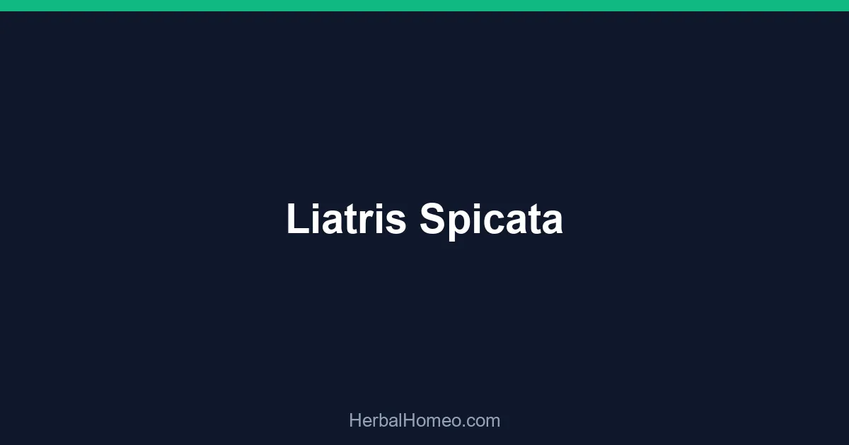 Liatris Spicata