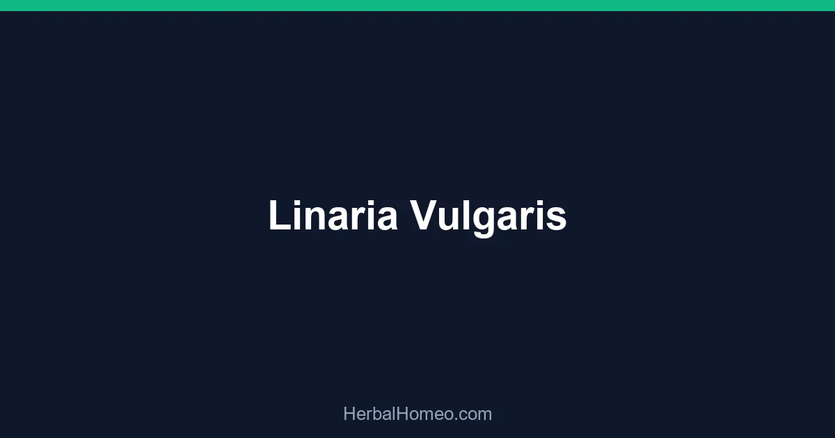 Linaria Vulgaris
