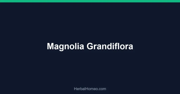 Magnolia Grandiflora