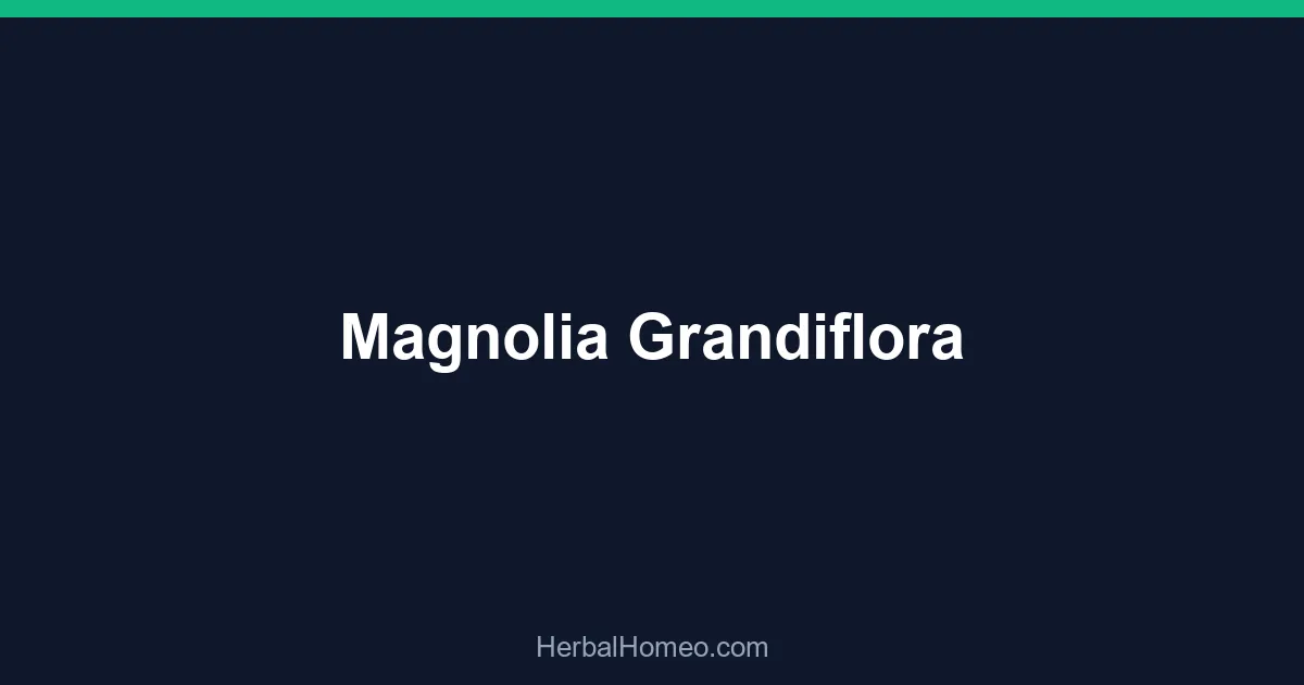 Magnolia Grandiflora