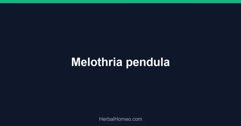 Melothria pendula