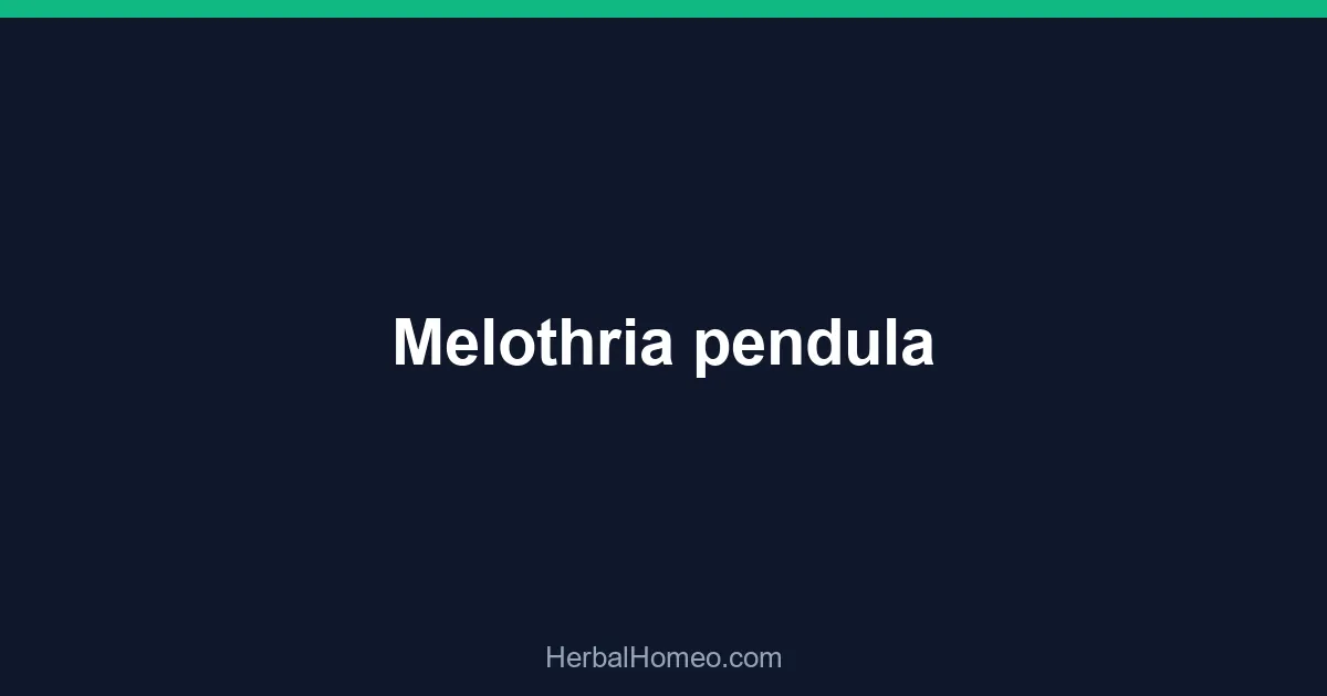Melothria pendula