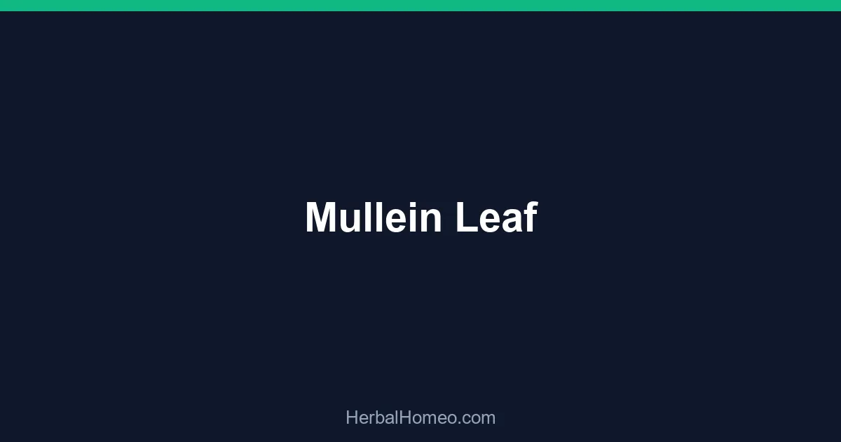 Mullein Leaf