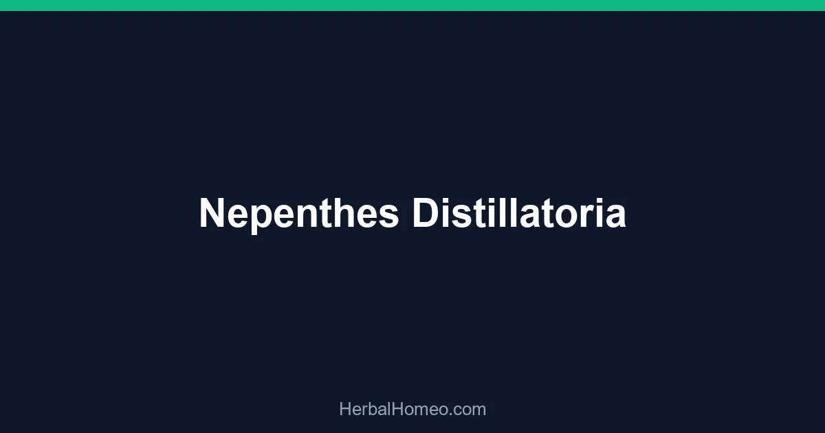 Nepenthes Distillatoria