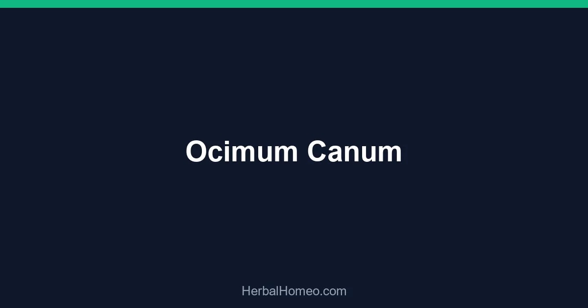 Ocimum Canum
