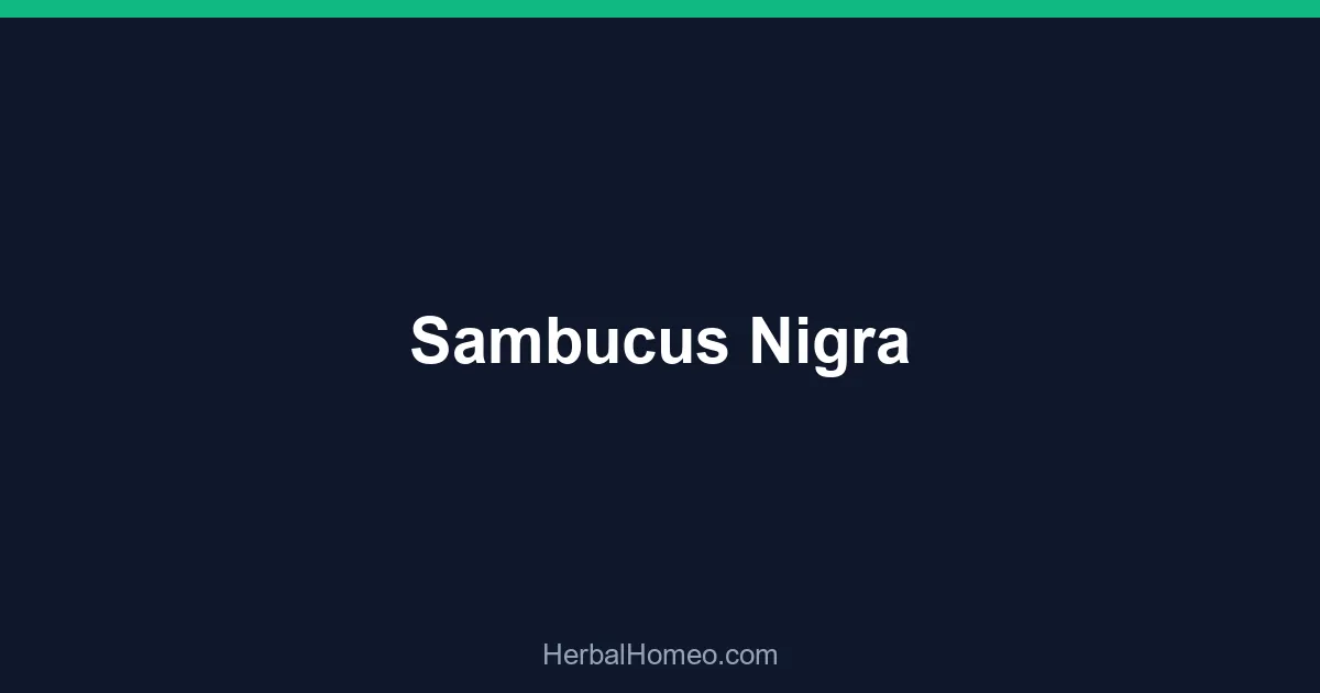 Sambucus Nigra