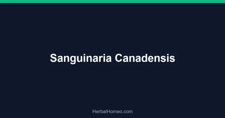 Sanguinaria Canadensis