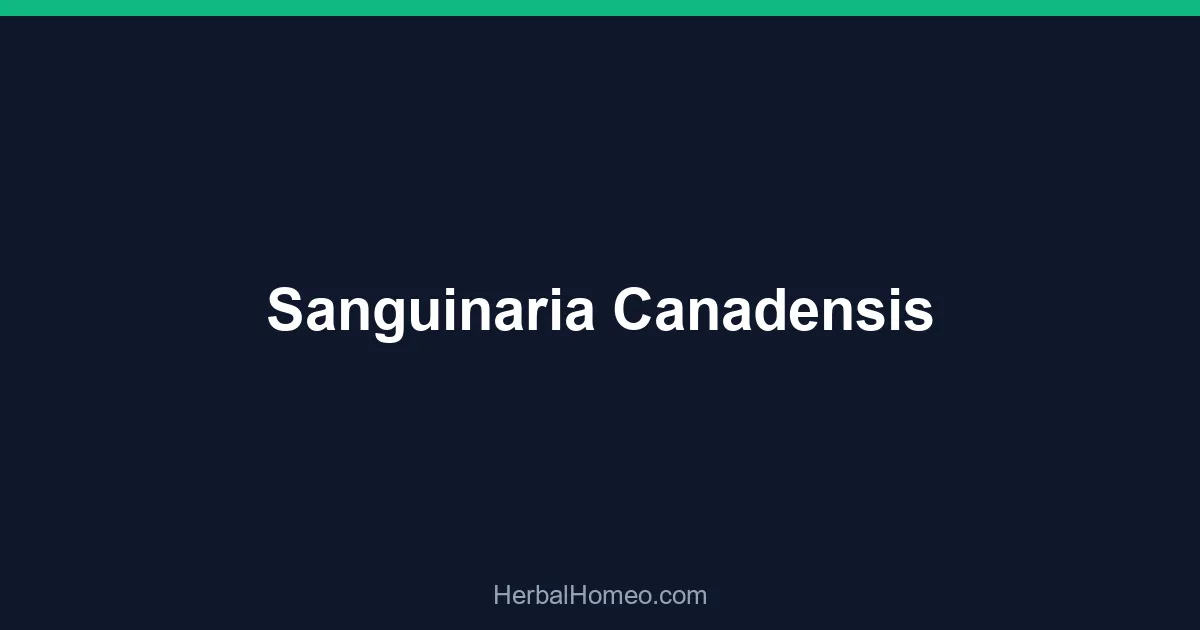 Sanguinaria Canadensis