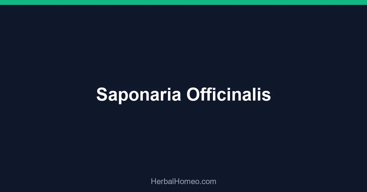 Saponaria Officinalis