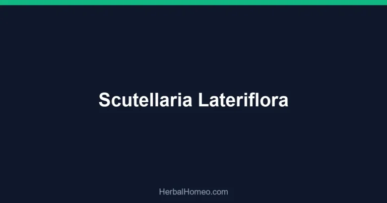 Scutellaria Lateriflora