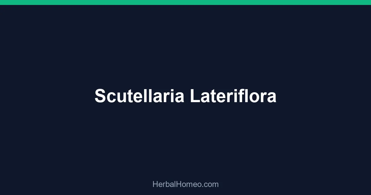 Scutellaria Lateriflora