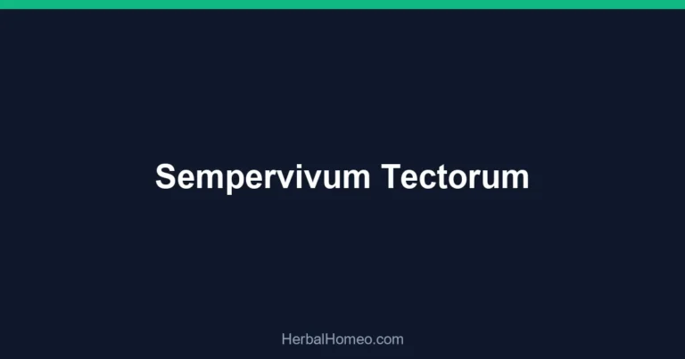 Sempervivum Tectorum