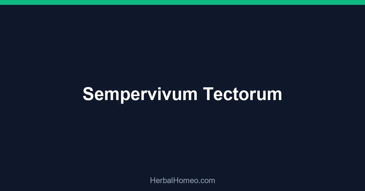 Sempervivum Tectorum