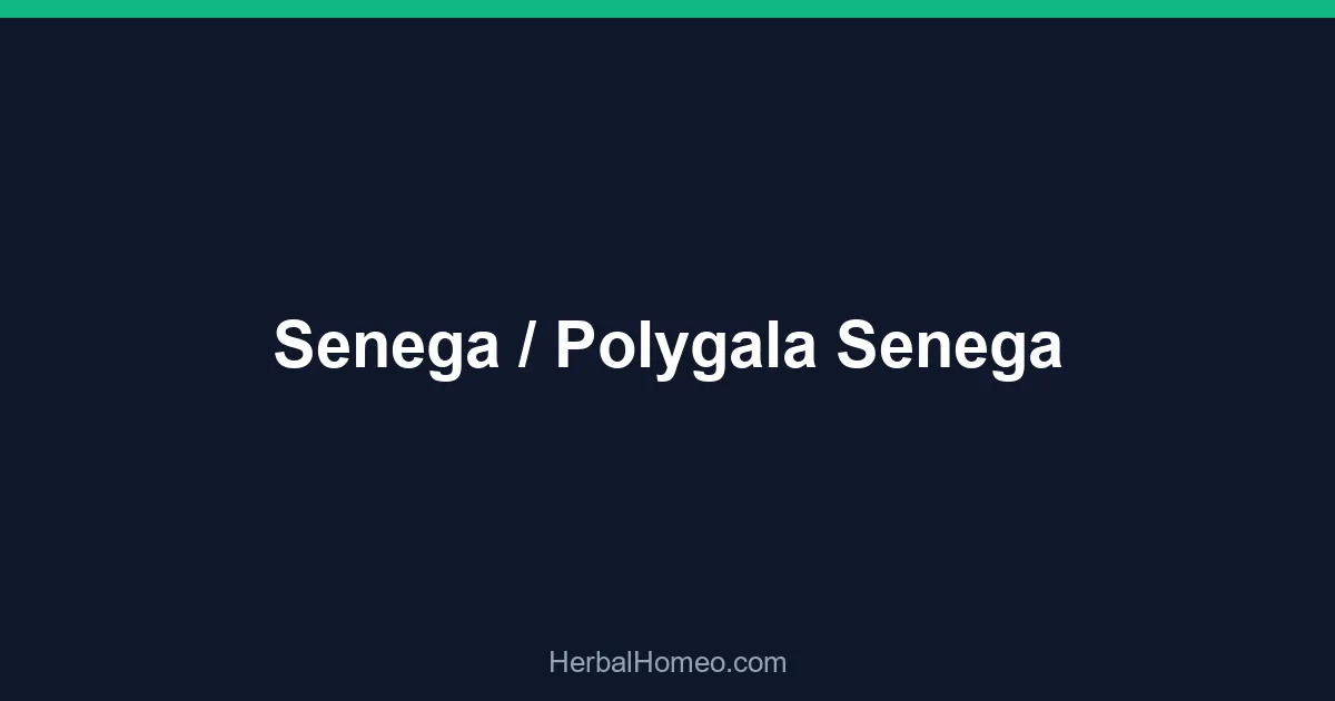 Senega / Polygala Senega