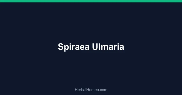 Spiraea Ulmaria