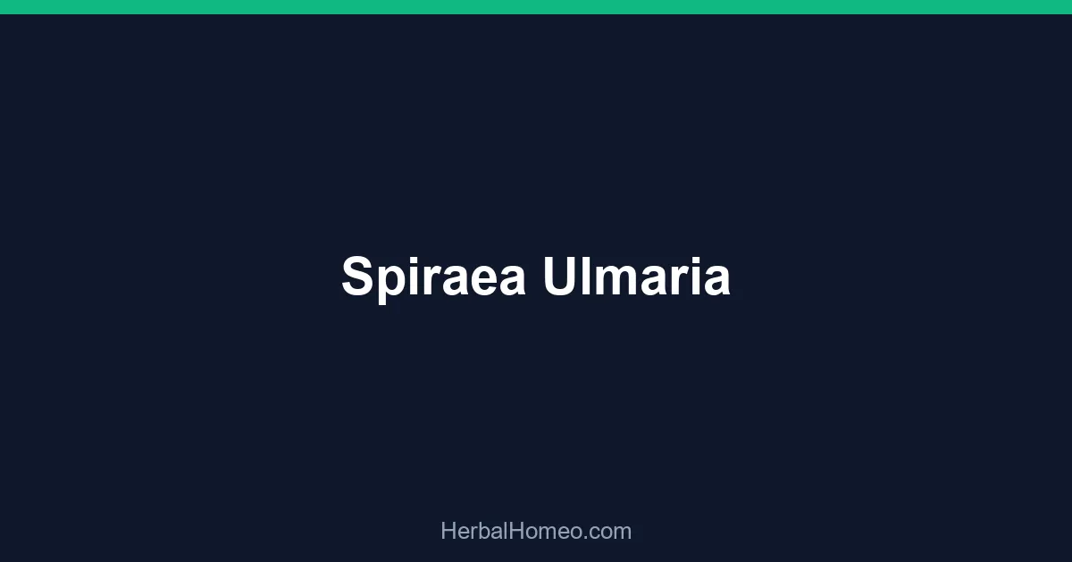 Spiraea Ulmaria