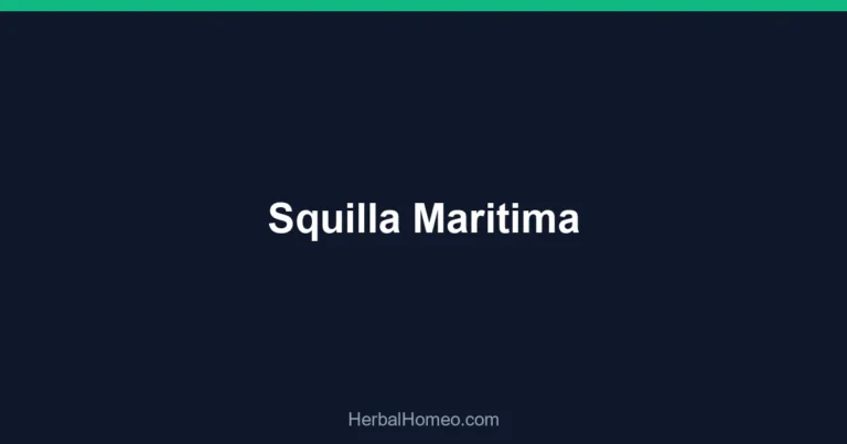 Squilla Maritima