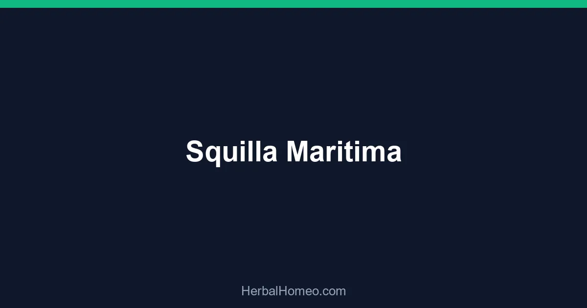 Squilla Maritima