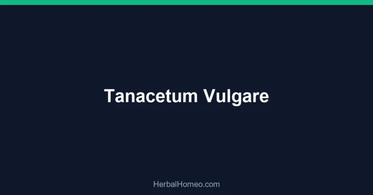 Tanacetum Vulgare