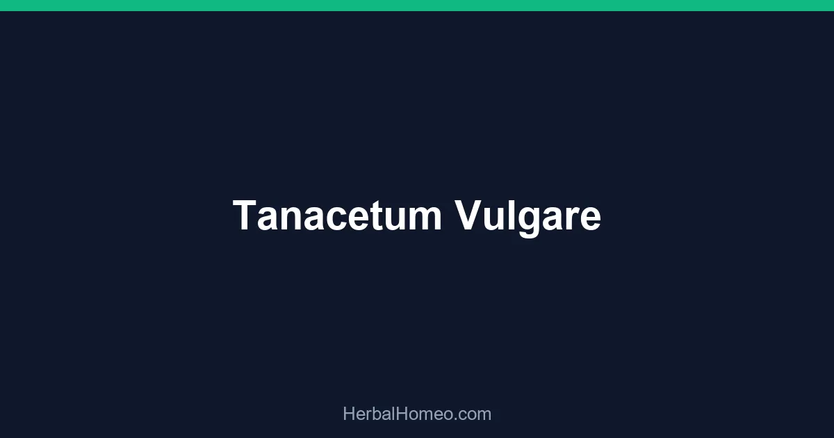 Tanacetum Vulgare